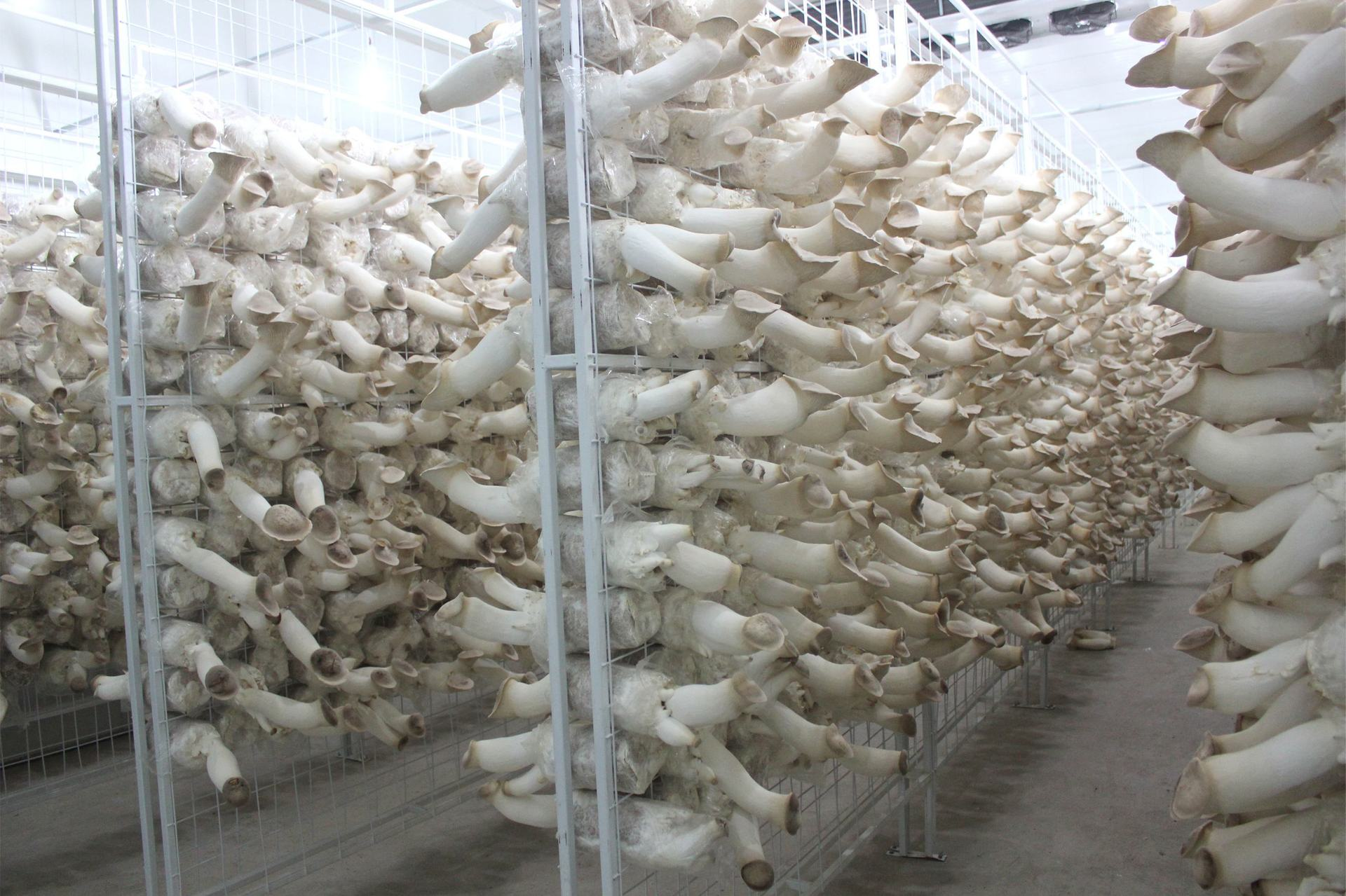 物联网菌菇养殖方案:自动调节室内温湿度,光照控制,设备联动缩略图