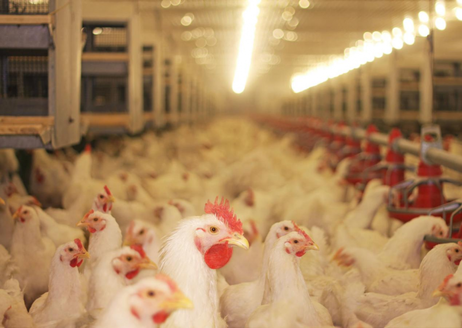 物联网畜禽养殖方案:在线采集养殖场环境,智能控制设备插图6