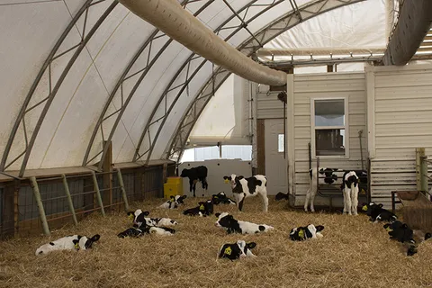 牧场环境监控：利用物联网实现智能管理