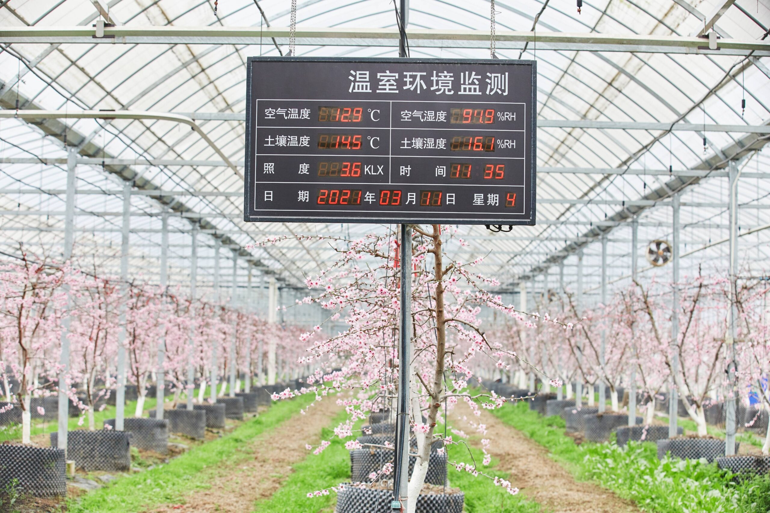 智慧温室大棚系统：现代农业的未来缩略图