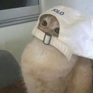 Sheep的头像
