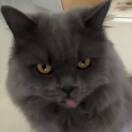 七十不是四十的头像